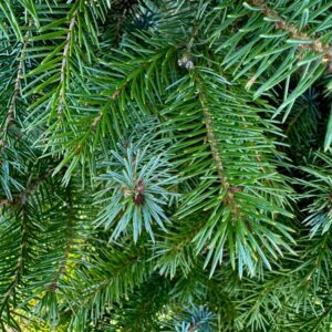 Świerk Serbski - Choinka doniczkowa (160-190cm)