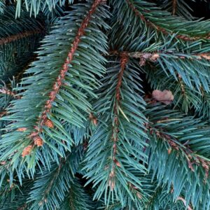 Świerk Srebrny - Choinka doniczkowa (200-230cm)