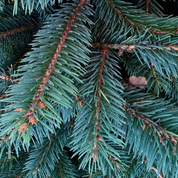 Świerk Srebrny - Choinka doniczkowa (170-190cm)