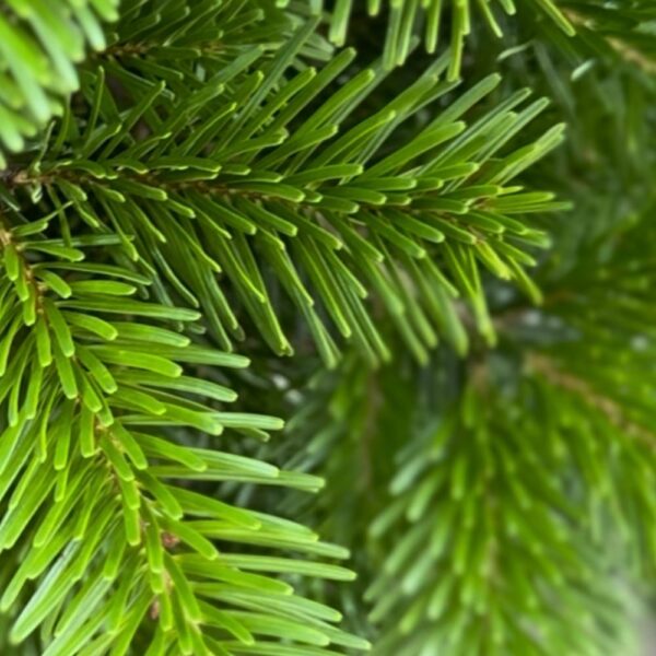 Jodła Kaukaska - Choinka doniczkowa (230-250cm)