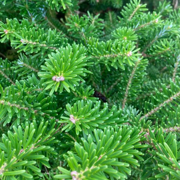 Jodła Koreańska - Choinka cięta (170-190cm)